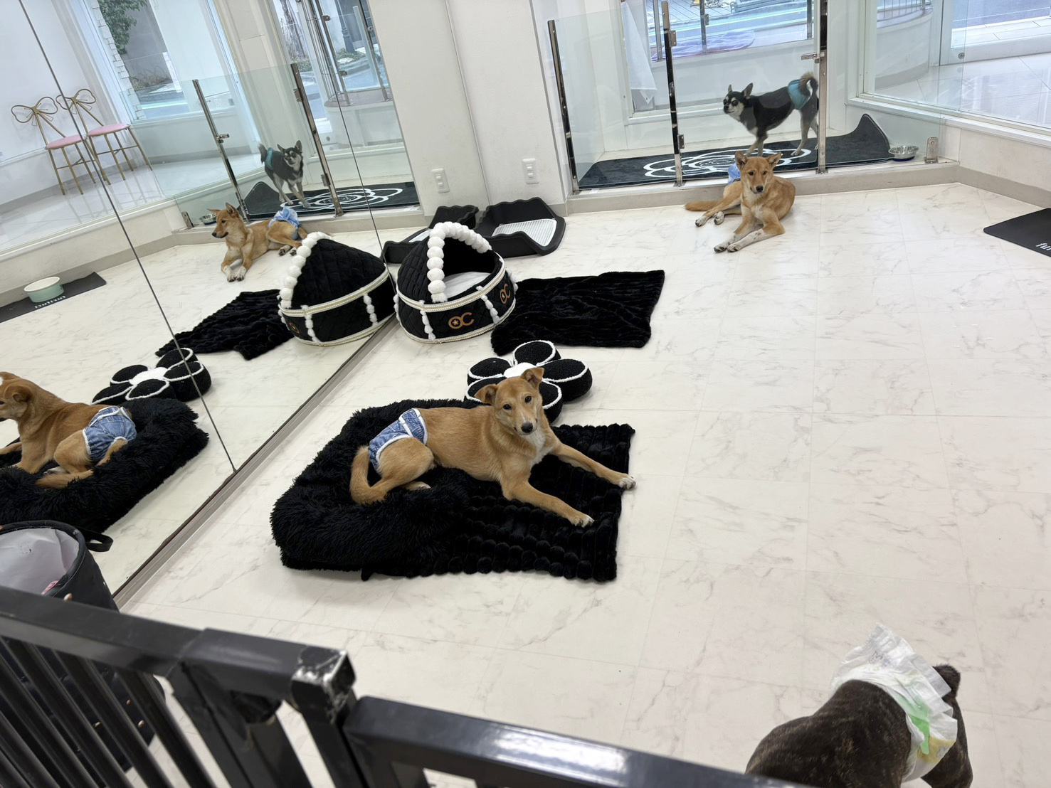 犬同士の交流