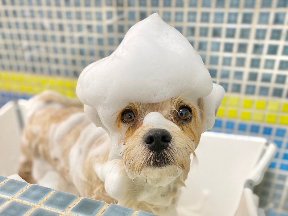 オプション